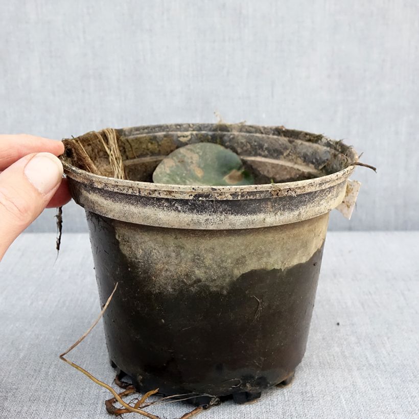 Nymphaea Eugenia de Lande Vaso da 1,5L/2L esemplare consegnato in inverno