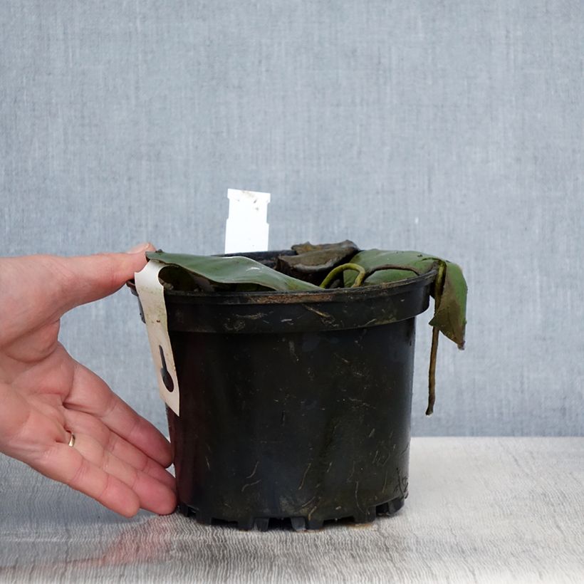 Nymphaea Eugenia de Lande Vaso da 1,5L/2L esemplare consegnato in primavera