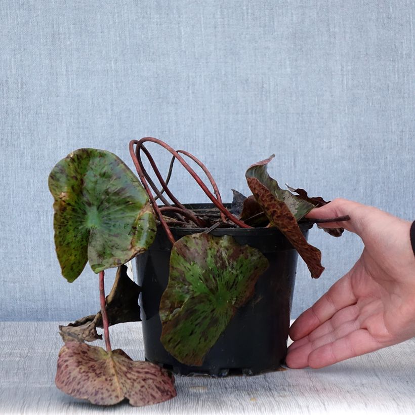 Nymphaea Evelyn Stetson Vaso da 1,5L/2L esemplare consegnato in primavera