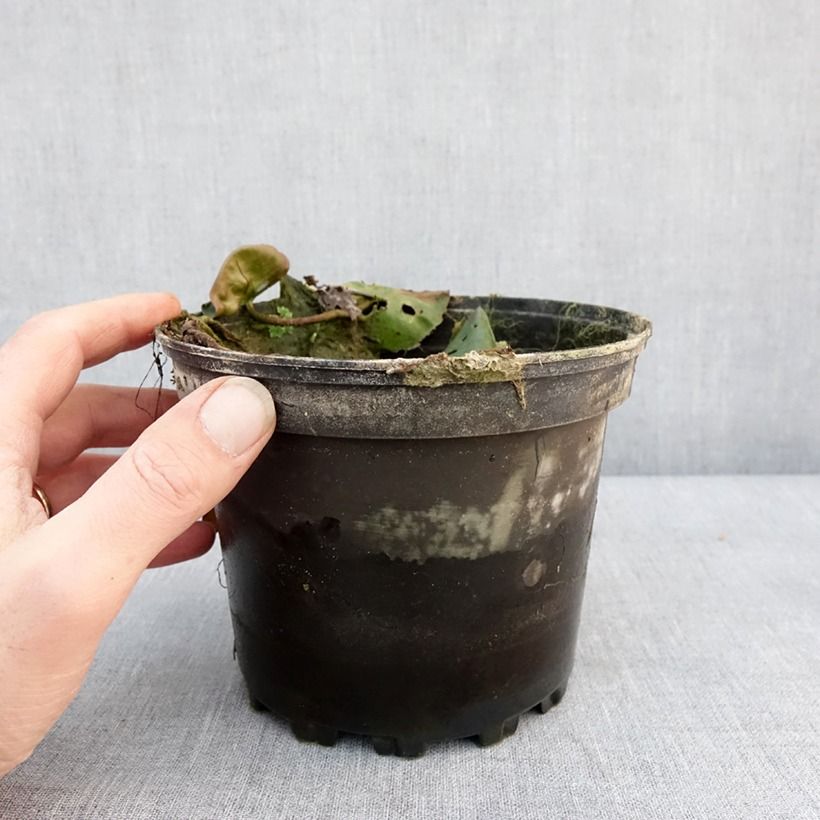 Nymphaea Evelyn Stetson Vaso da 1,5L/2L esemplare consegnato in inverno