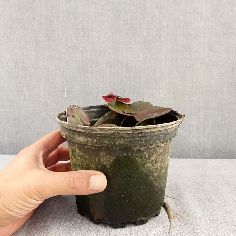 Esemplare di Nymphaea Fire Opal Vaso da 1,5L/2L consegnato in estate