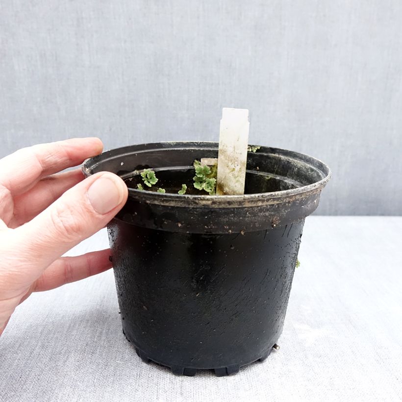 Nymphaea Fire Opal Vaso da 1,5L/2L esemplare consegnato in inverno