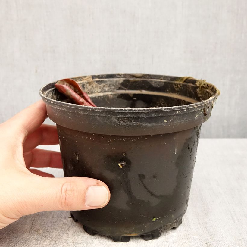 Nymphaea Fire Opal Vaso da 1,5L/2L esemplare consegnato in primavera