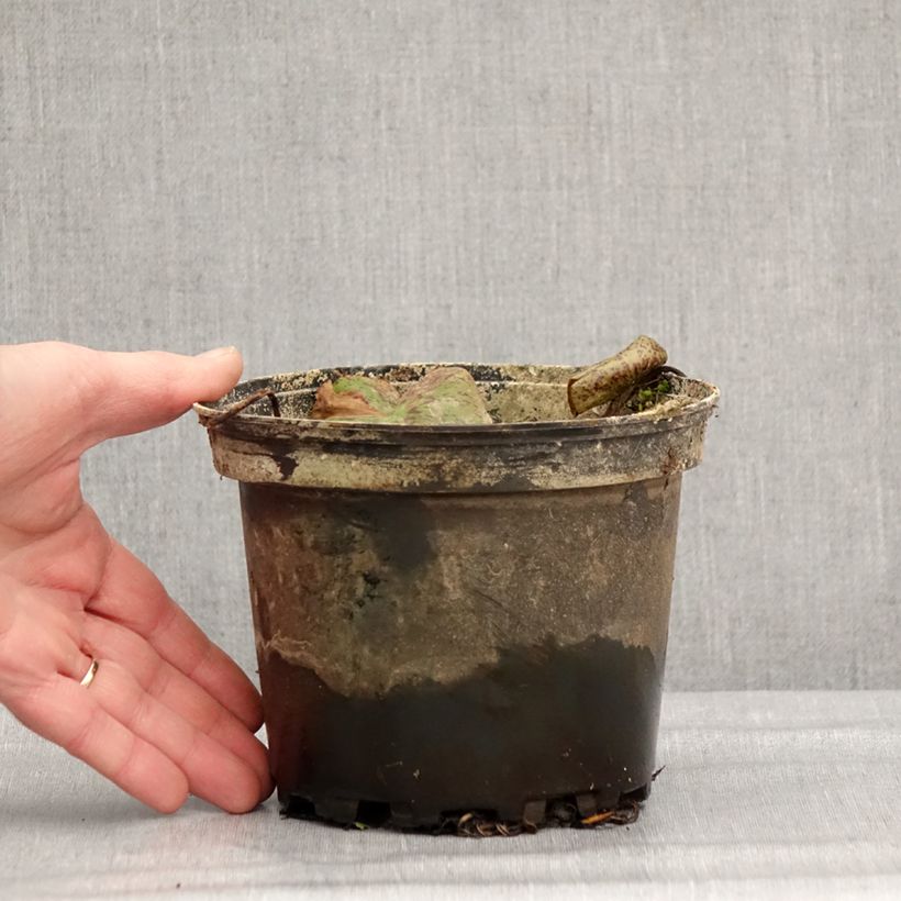 Nymphaea Florida Sunset Vaso da 1,5L/2L esemplare consegnato in inverno