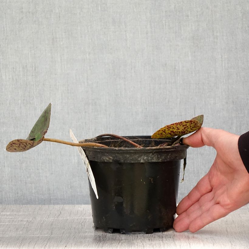 Nymphaea Florida Sunset Vaso da 1,5L/2L esemplare consegnato in primavera