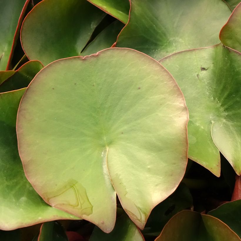 Nymphaea Froebelii (Fogliame)