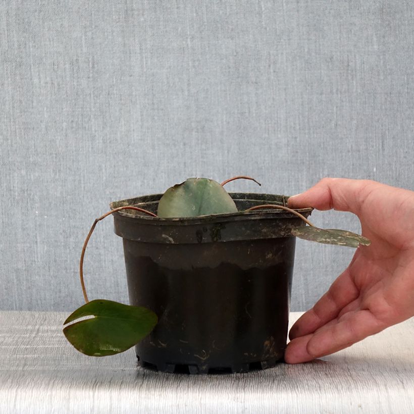 Nymphaea Froebelii Vaso da 1,5L/2L esemplare consegnato in primavera