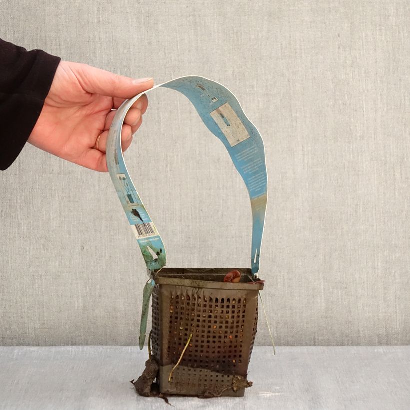 Nymphaea Gladstoniana Vaso da 1L/1,5L esemplare consegnato in inverno