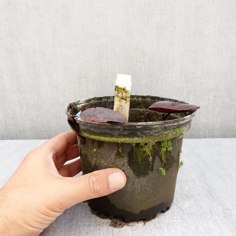 Esemplare di Nymphaea Gregg's Orange Beauty Vaso da 1,5L/2L come consegnato in autunno