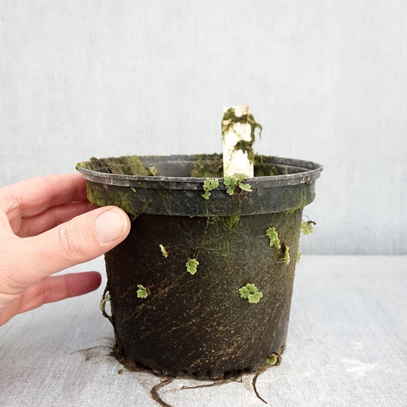 Nymphaea Gregg's Orange Beauty Vaso da 1,5L/2L esemplare consegnato in inverno