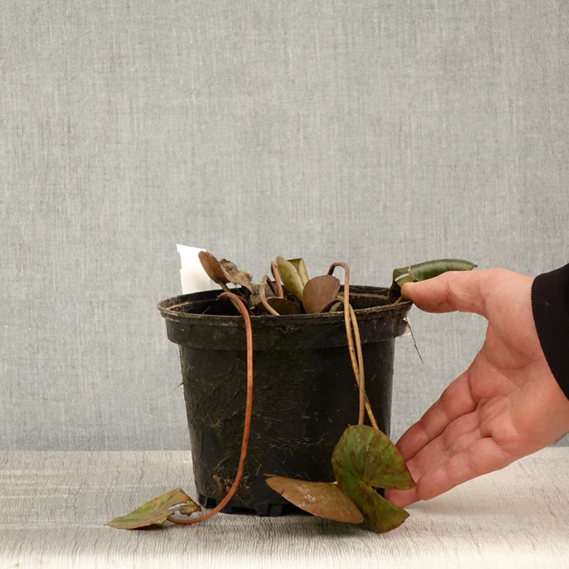 Nymphaea Gypsy Vaso da 1,5L/2L esemplare consegnato in primavera