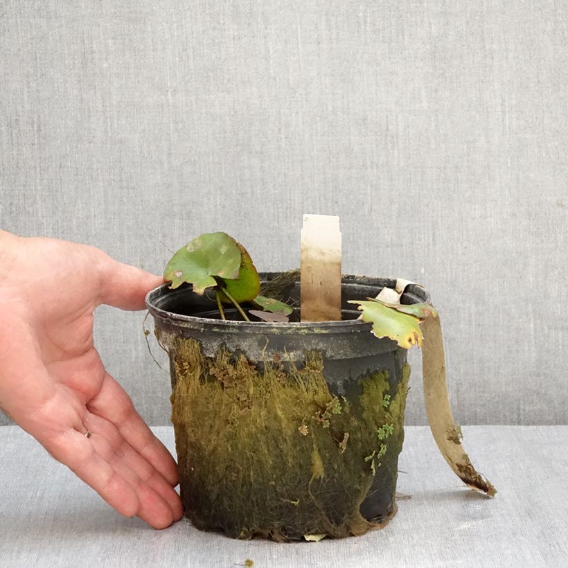 Esemplare di Nymphaea Gypsy Vaso da 1,5L/2L come consegnato in autunno