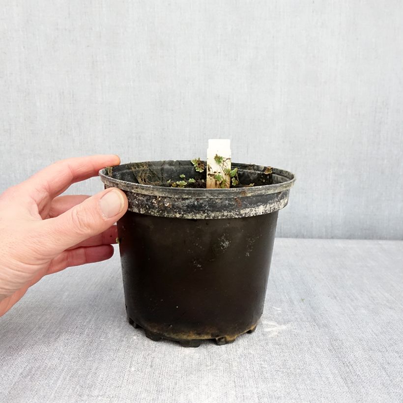 Nymphaea Gypsy Vaso da 1,5L/2L esemplare consegnato in inverno