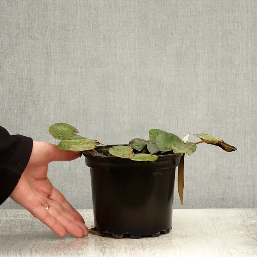 Esemplare di Nymphaea Hal Miller Vaso da 1,5L/2L come consegnato in autunno