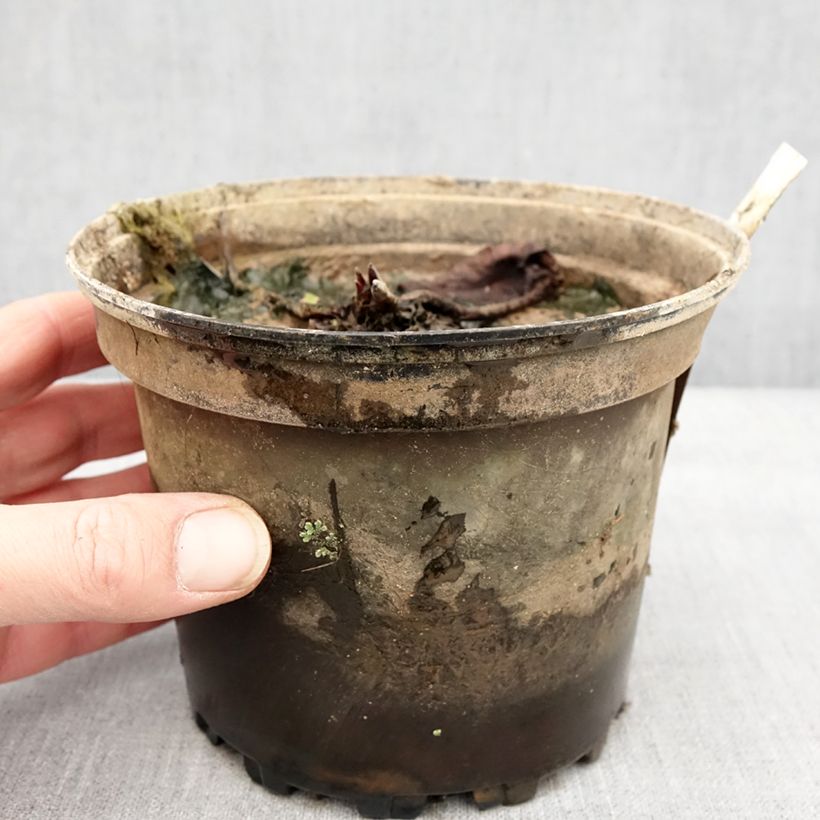 Nymphaea Hal Miller Vaso da 1,5L/2L esemplare consegnato in inverno