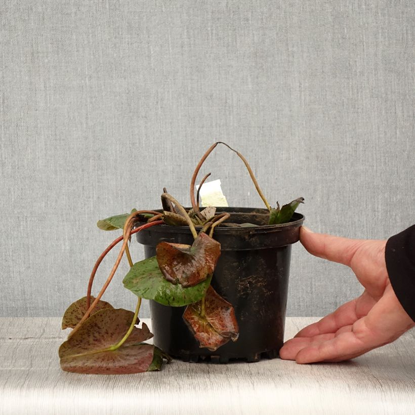 Nymphaea Hal Miller Vaso da 1,5L/2L esemplare consegnato in primavera