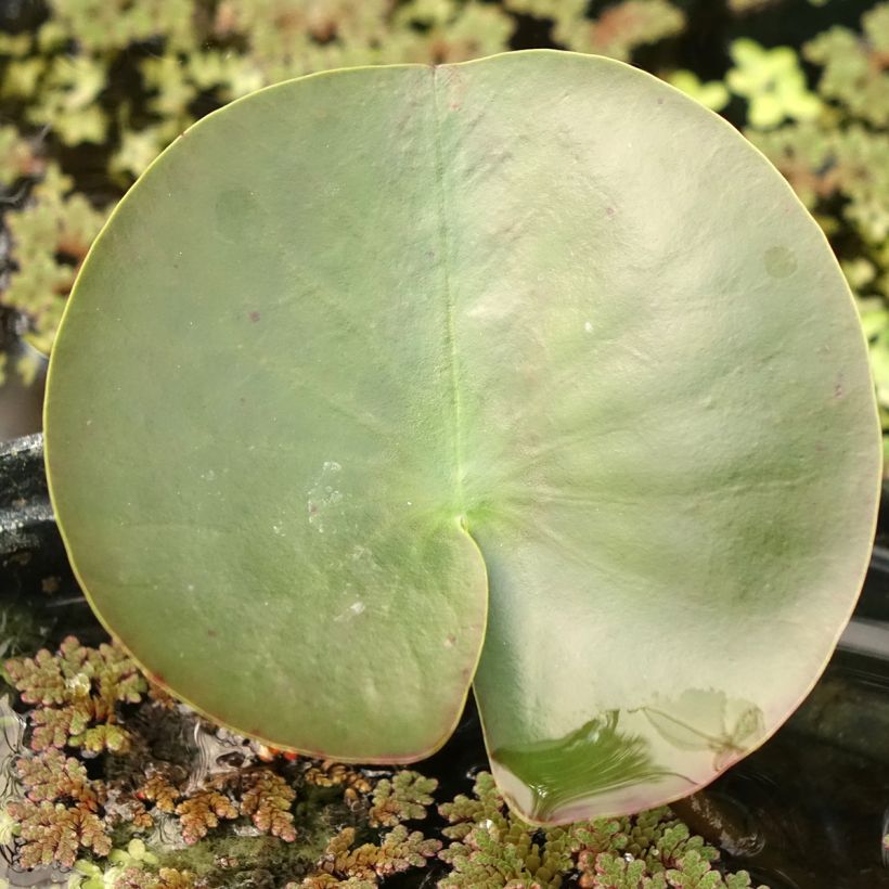 Nymphaea Hermine (Fogliame)