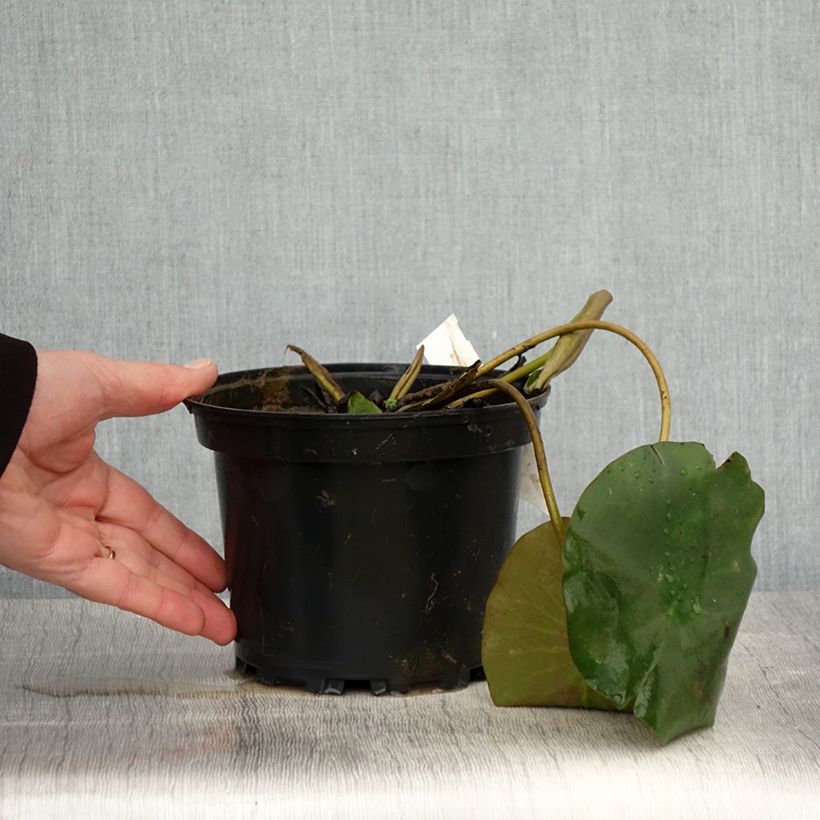 Nymphaea Hermine Vaso da 1,5L/2L esemplare consegnato in primavera