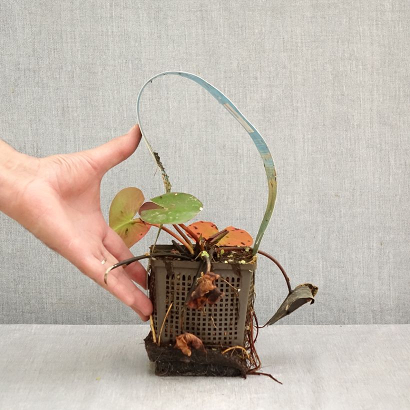 Esemplare di Nymphaea Hollandia Vaso da 1L/1,5L come consegnato in autunno