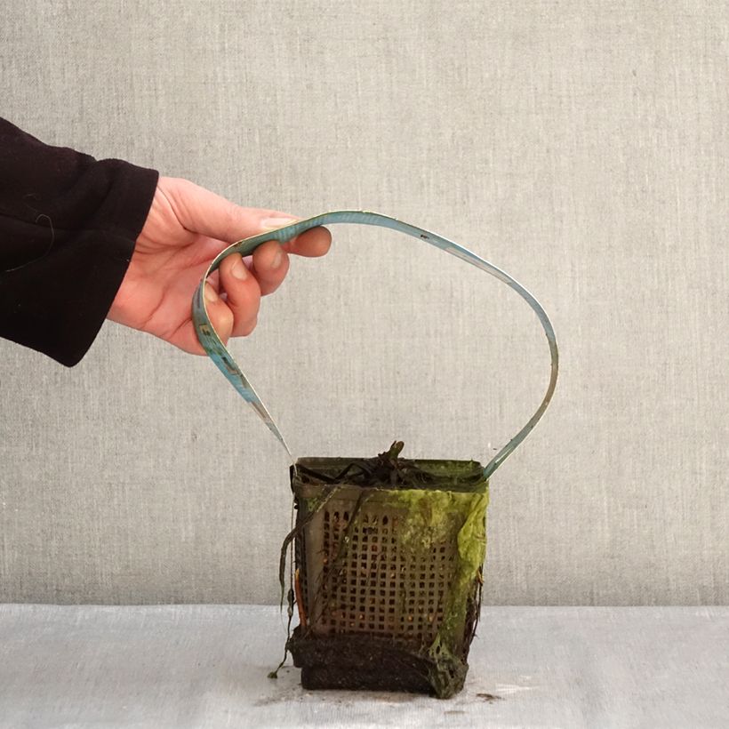 Nymphaea Hollandia Vaso da 1L/1,5L esemplare consegnato in inverno