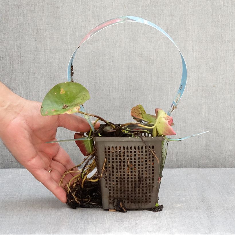 Esemplare di Nymphaea James Brydon Vaso da 1L/1,5L come consegnato in autunno