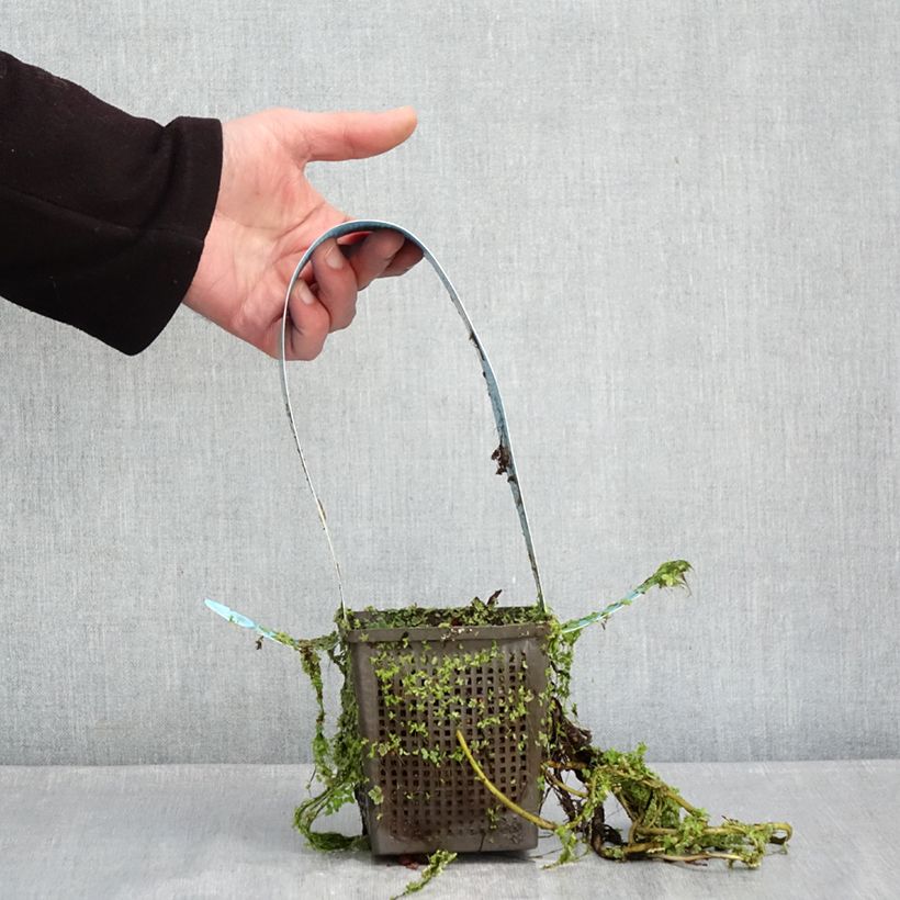 Nymphaea James Brydon Vaso da 1L/1,5L esemplare consegnato in inverno