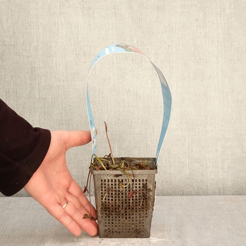 Nymphaea James Brydon Vaso da 1L/1,5L esemplare consegnato in primavera