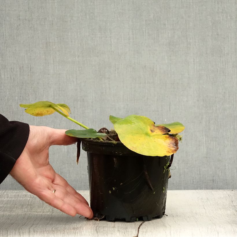 Esemplare di Nymphaea Jean de la Marsalle Vaso da 1,5L/2L come consegnato in autunno