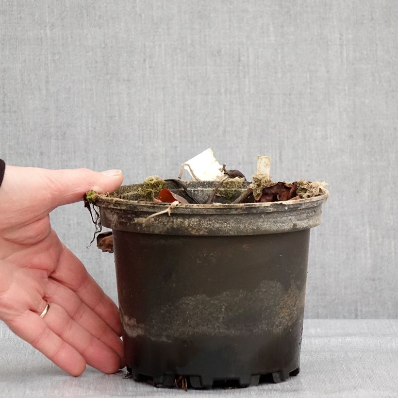 Nymphaea Jean de la Marsalle Vaso da 1,5L/2L esemplare consegnato in inverno