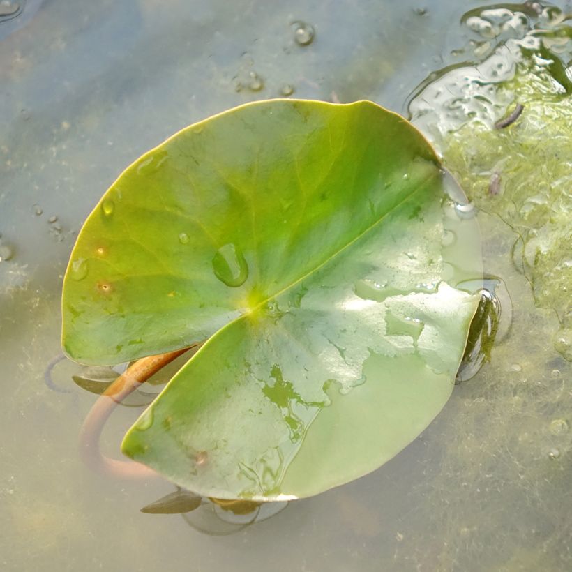 Nymphaea Jean de la Marsalle (Fogliame)