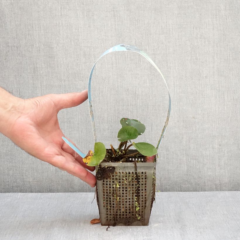 Esemplare di Nymphaea Joey Tomocik Vaso da 1L/1,5L come consegnato in autunno