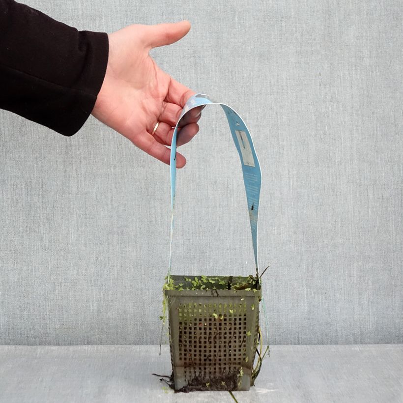 Nymphaea Joey Tomocik Vaso da 1L/1,5L esemplare consegnato in inverno