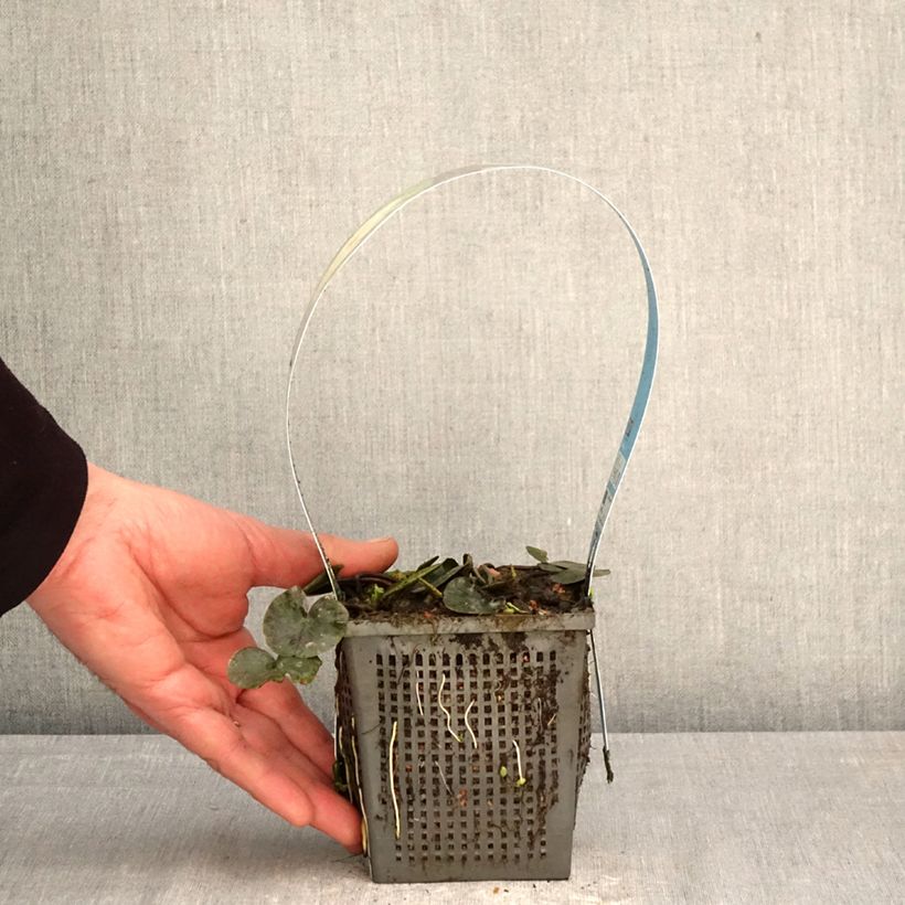 Nymphaea Joey Tomocik Vaso da 1L/1,5L esemplare consegnato in primavera