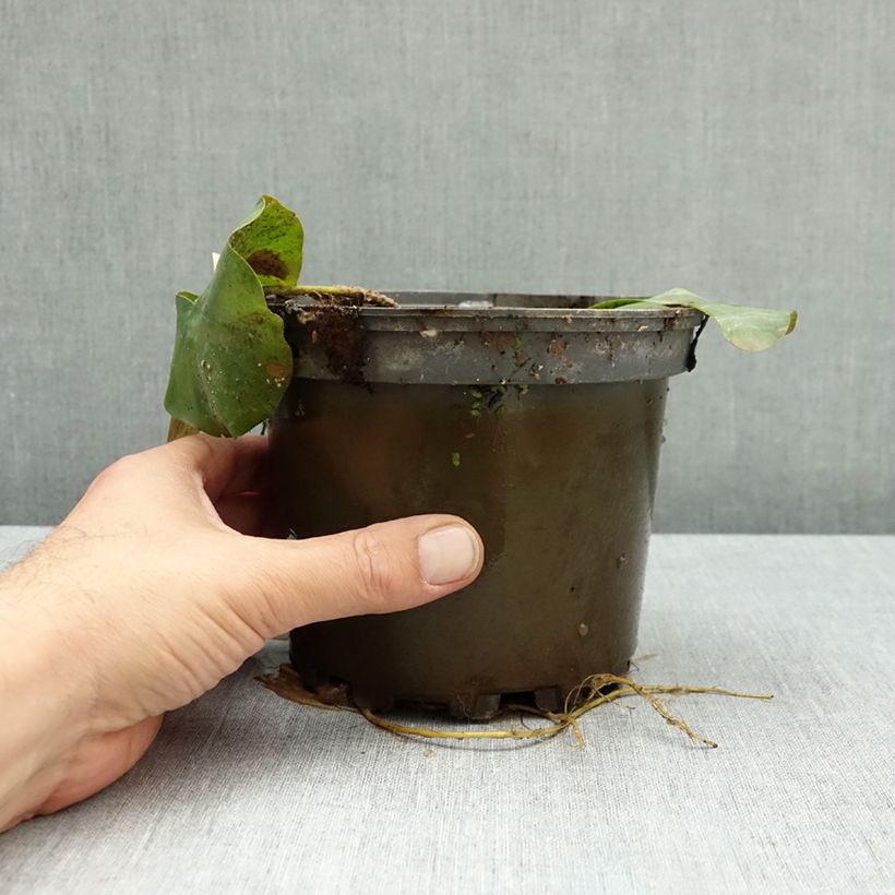 Esemplare di Nymphaea Lactea Vaso da 1,5L/2L come consegnato in autunno