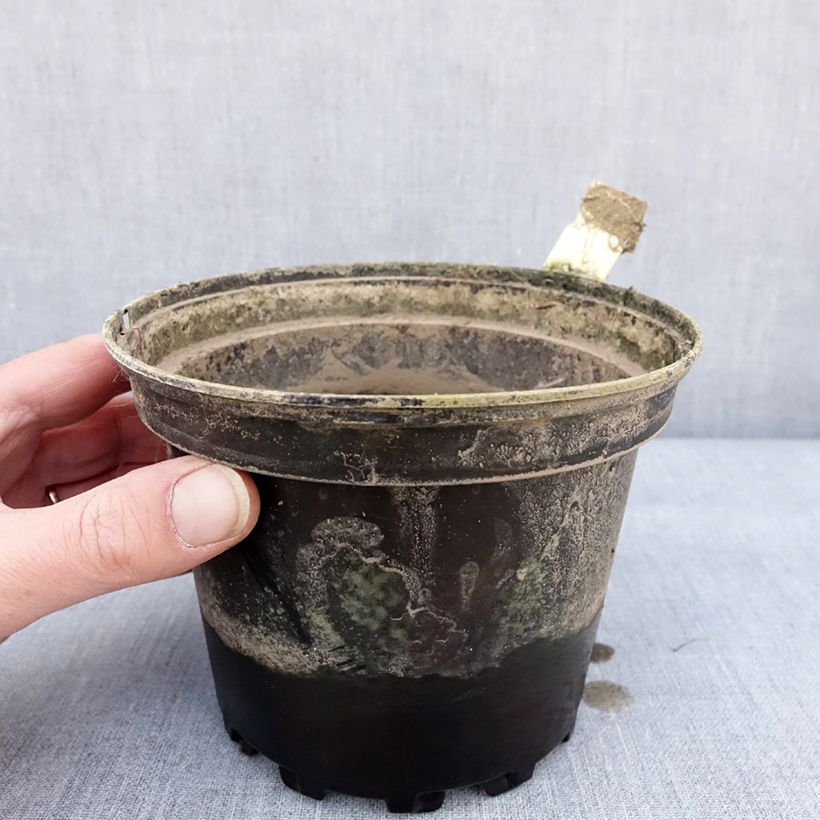 Nymphaea Lactea Vaso da 1,5L/2L esemplare consegnato in inverno