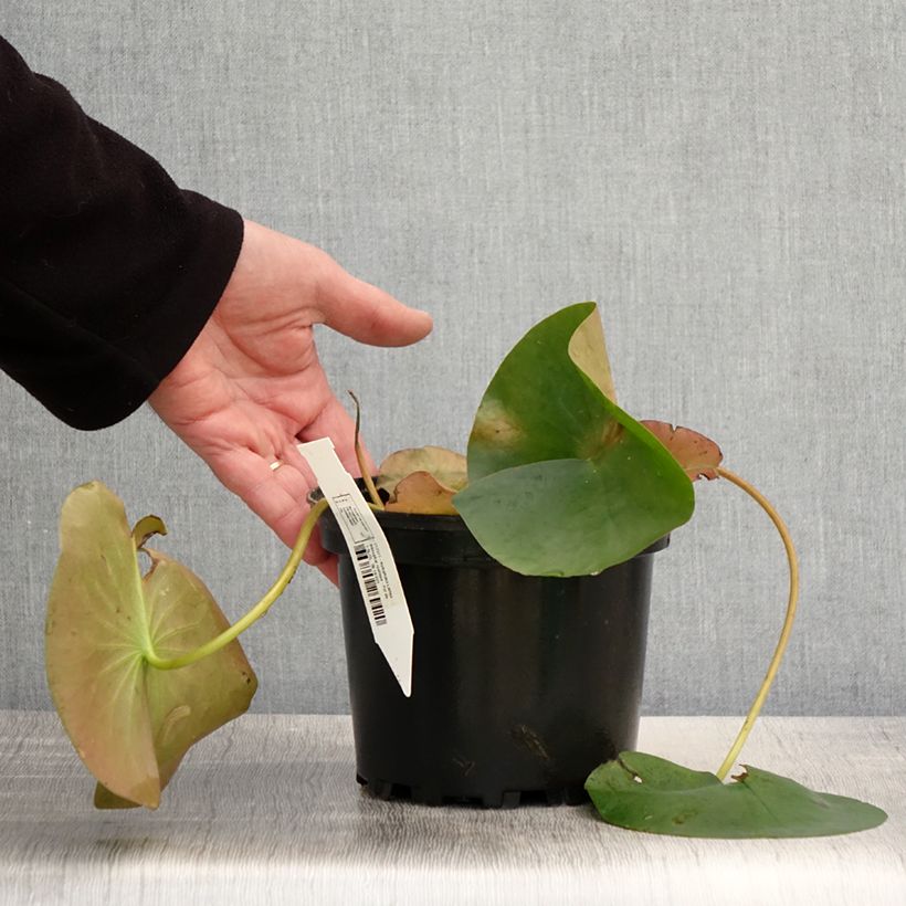 Nymphaea Lactea Vaso da 1,5L/2L esemplare consegnato in primavera