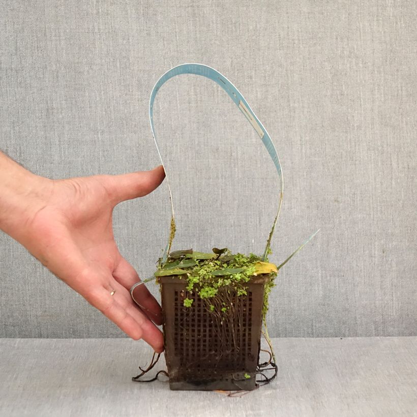 Esemplare di Nymphaea Laydekeri Liliacea Vaso da 1L/1,5L come consegnato in autunno