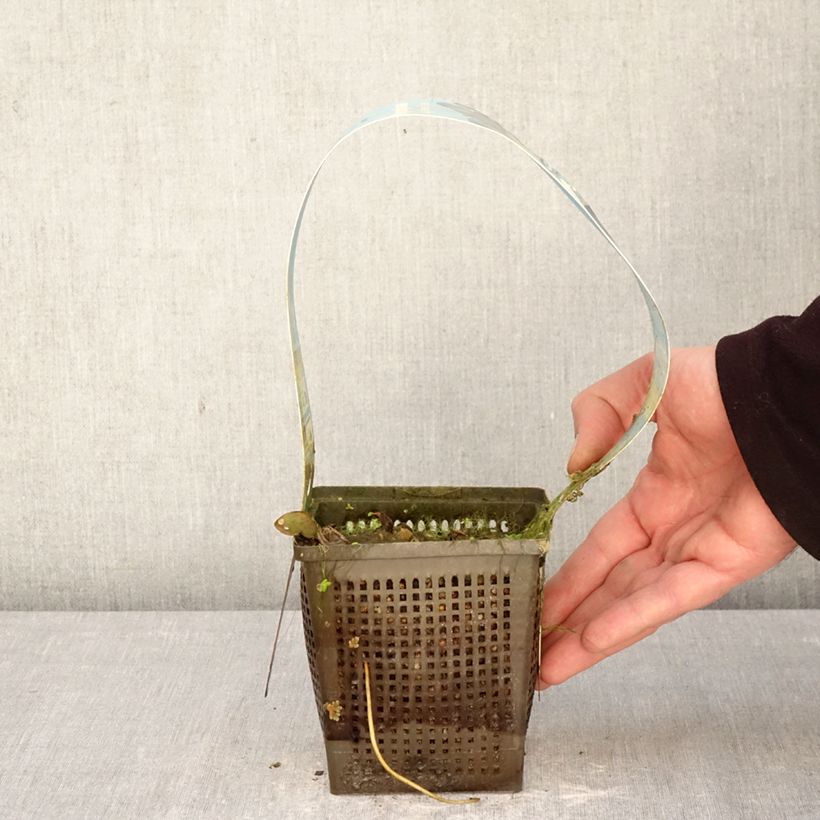 Nymphaea Laydekeri Liliacea Vaso da 1L/1,5L esemplare consegnato in primavera