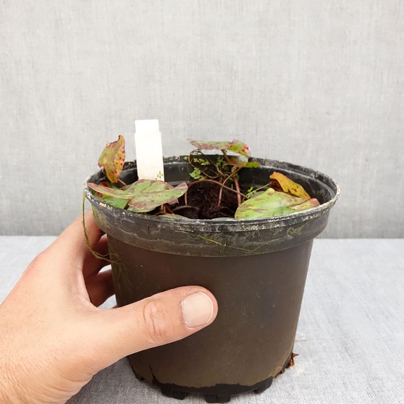 Esemplare di Nymphaea Lemon Chiffon Vaso da 1,5L/2L come consegnato in autunno