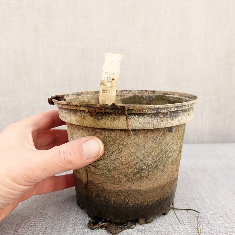 Nymphaea Lemon Chiffon Vaso da 1,5L/2L esemplare consegnato in inverno