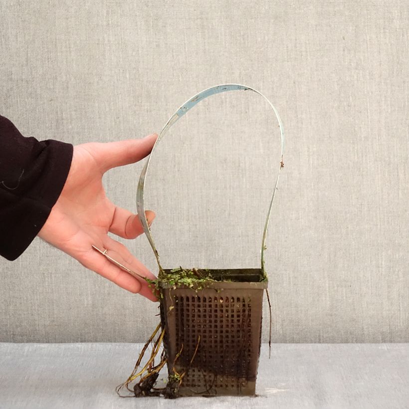 Nymphaea Lemon Mist Vaso da 1L/1,5L esemplare consegnato in inverno