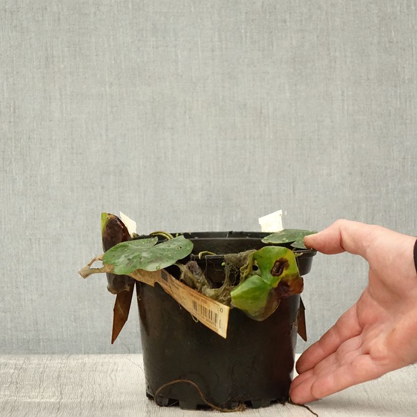 Esemplare di Nymphaea Lily Pons Vaso da 1,5L/2L come consegnato in autunno