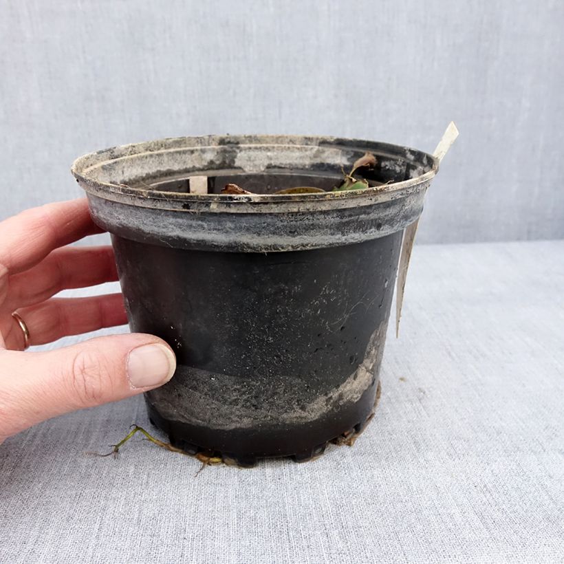 Nymphaea Lily Pons Vaso da 1,5L/2L esemplare consegnato in inverno