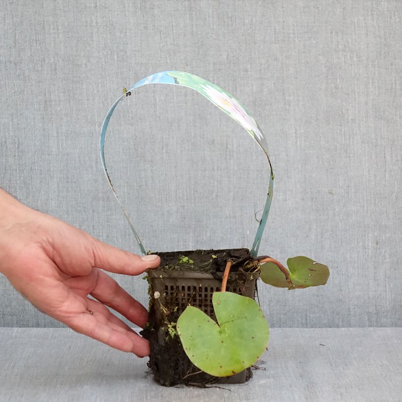 Esemplare di Nymphaea Madame Wilfron Gonnère Vaso da 1L/1,5L come consegnato in autunno