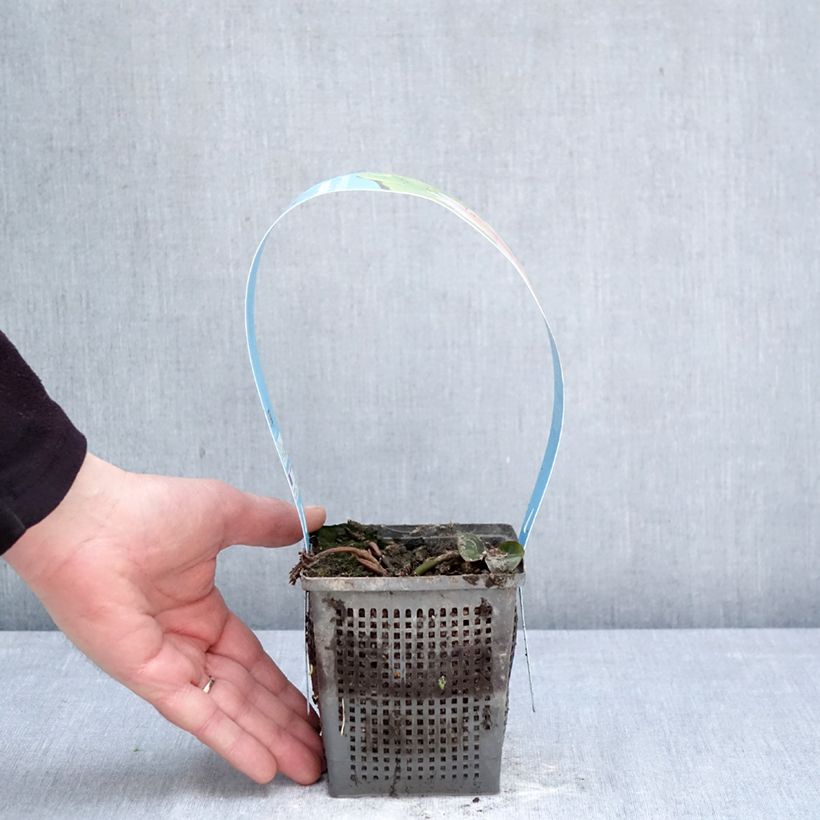 Nymphaea Madame Wilfron Gonnère Vaso da 1L/1,5L esemplare consegnato in primavera