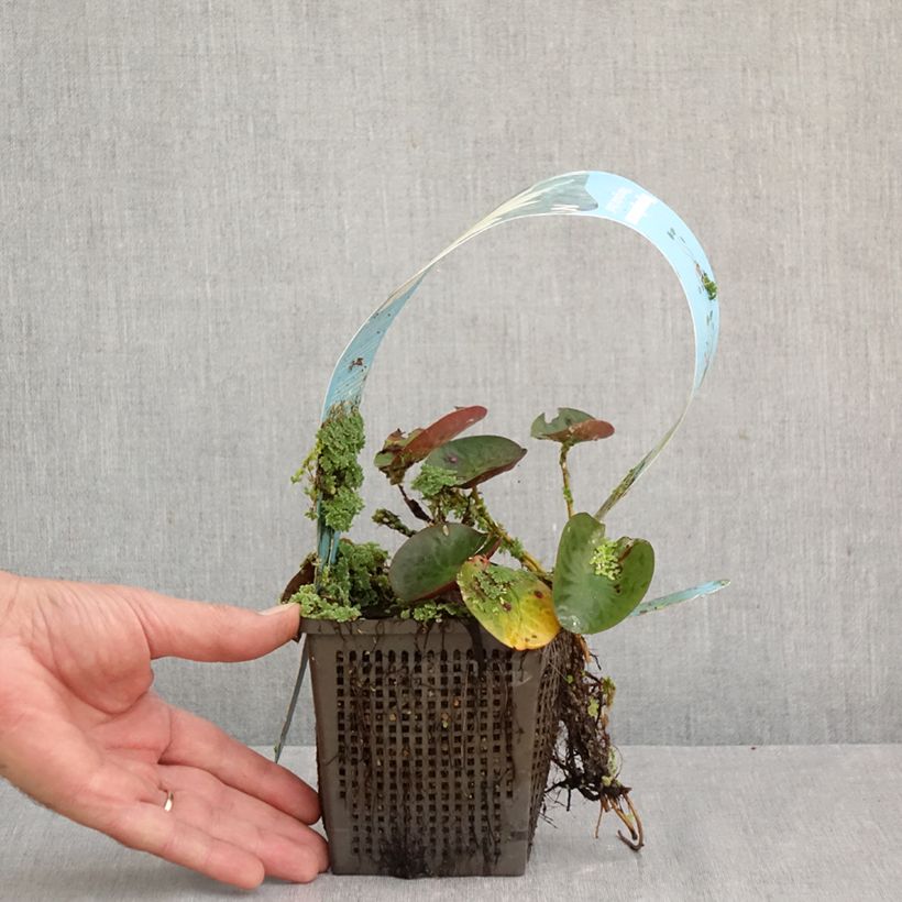 Esemplare di Nymphaea Mangkala Ubol Vaso da 1L/1,5L come consegnato in autunno