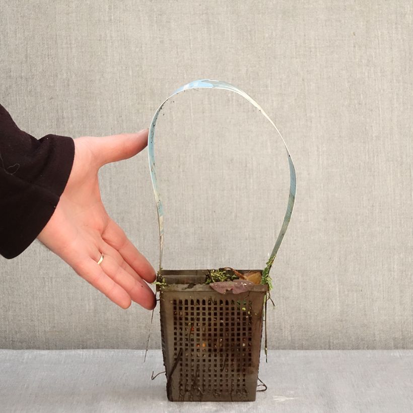 Nymphaea Mangkala Ubol Vaso da 1L/1,5L esemplare consegnato in inverno