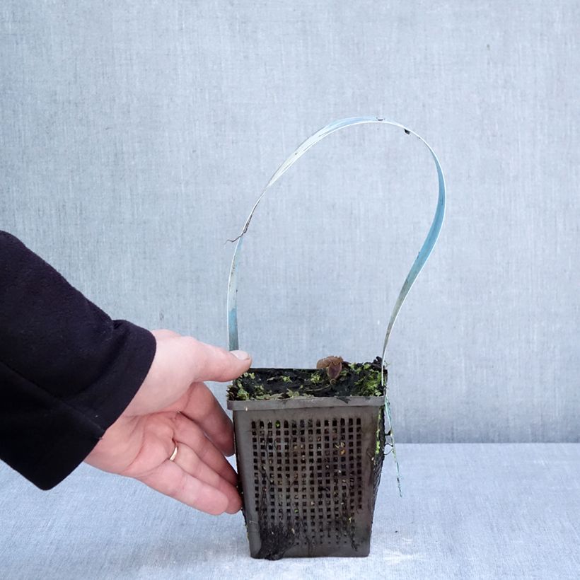 Nymphaea Mangkala Ubol Vaso da 1L/1,5L esemplare consegnato in primavera