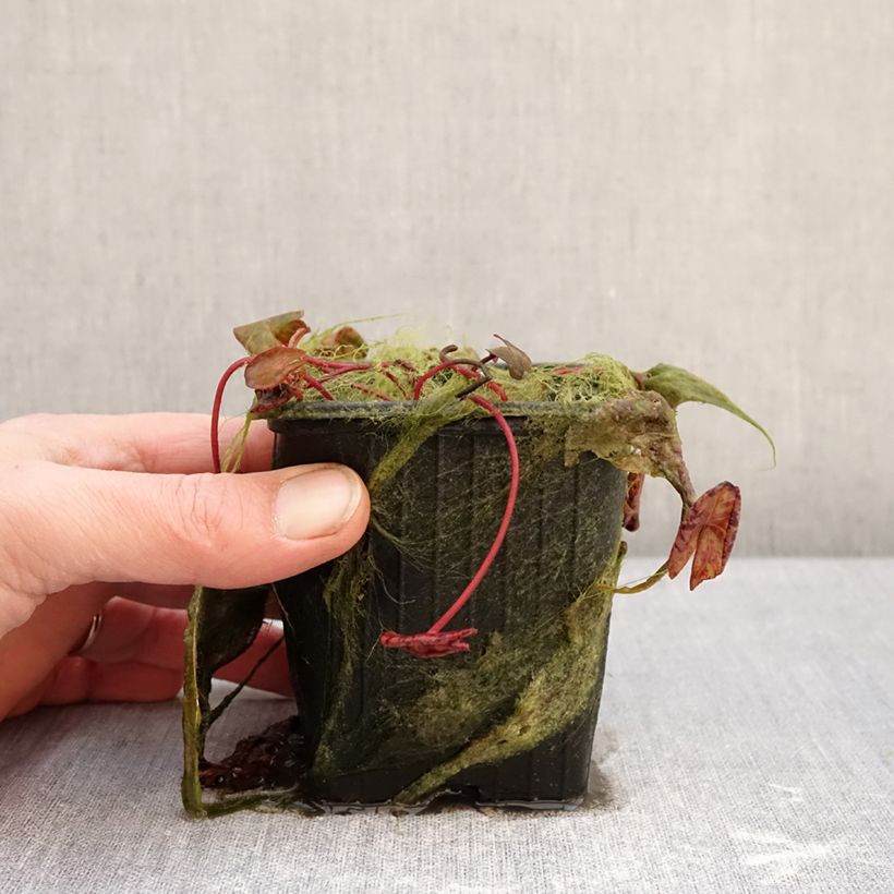 Nymphaea Marian Strawn Vaso da 1,5L/2L esemplare consegnato in inverno