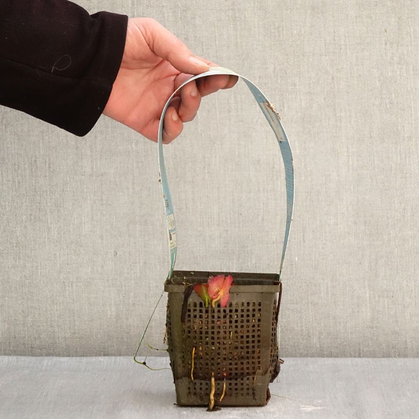 Nymphaea Marliacea Albida Vaso da 1L/1,5L esemplare consegnato in inverno